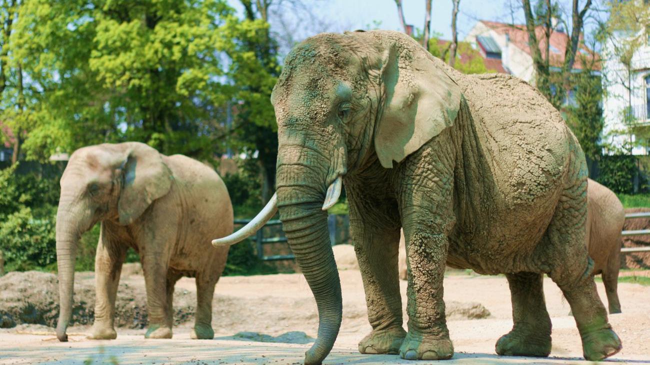 Gruppenreisen zum Zoo Basel - ältester Tierpark der Schweiz