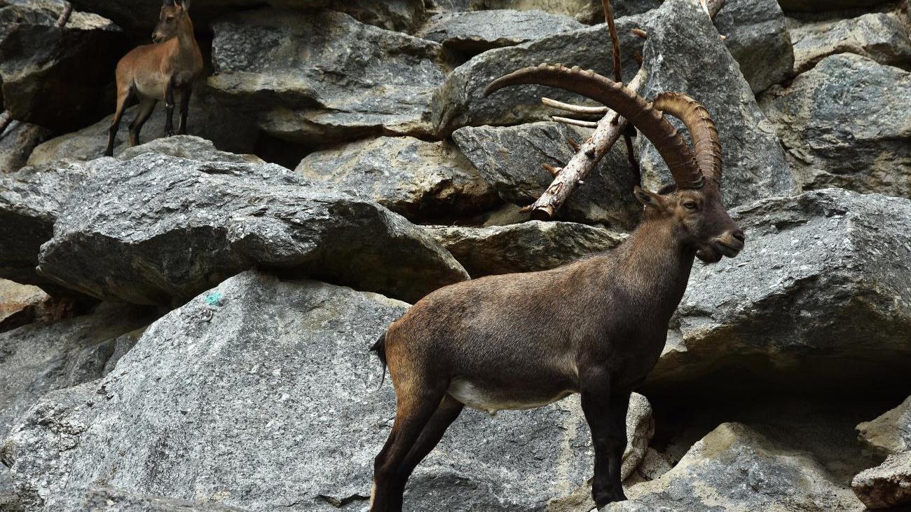 Gruppenreisen nach Österreich - Alpenzoo in Innsbruck entdecken