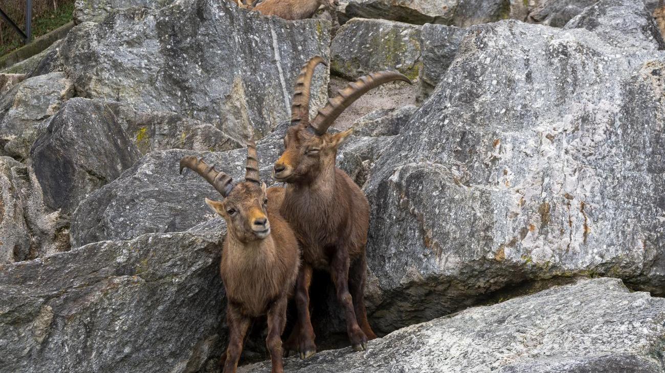 Phänomenaler Alpenzoo Innsbruck-Tirol 