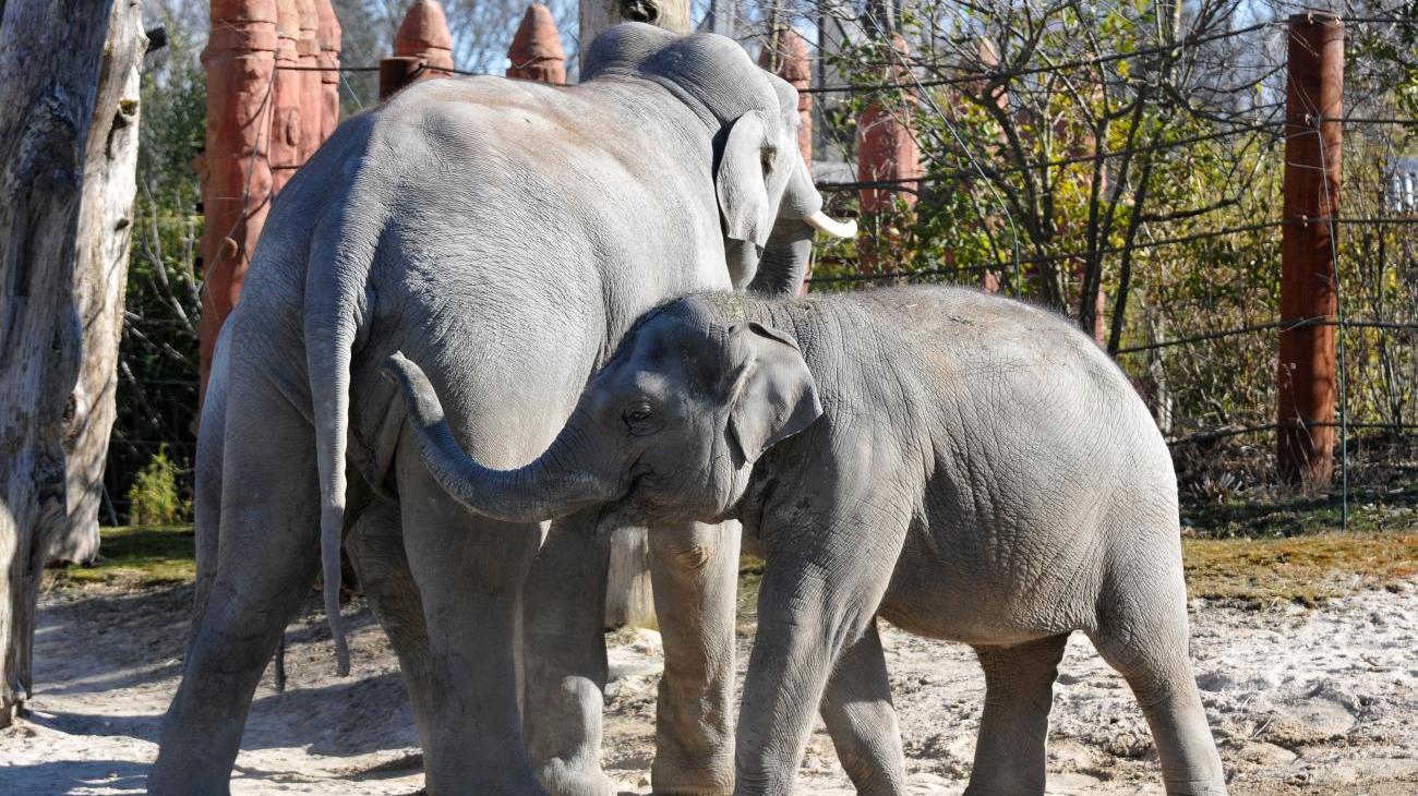 Gruppenreisen in die Schweiz - den einzigartigen Zoo Zürich entdecken