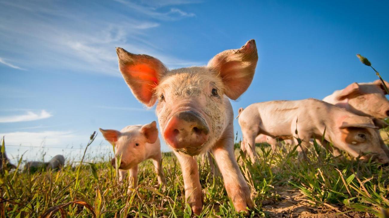 MAFZ Märkische Ausstellungs- und Freizeitzentrum