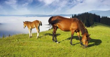 Stutenmilch T?chterlehof