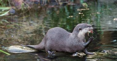 OTTER-ZENTRUM