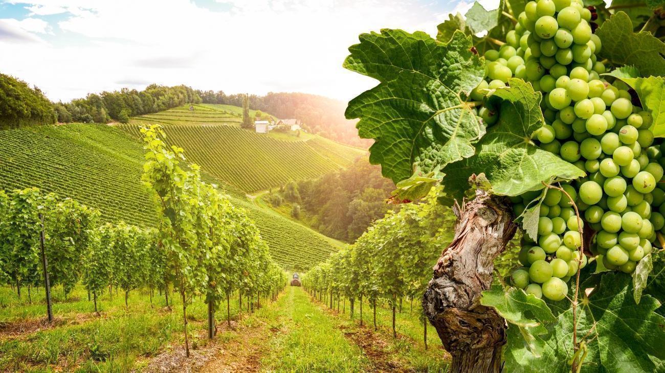 Weingut Walter J. Oster