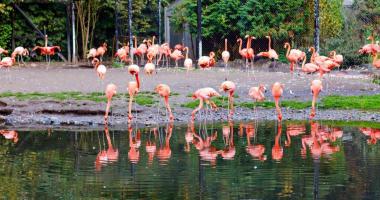 Weltvogelpark Walsrode