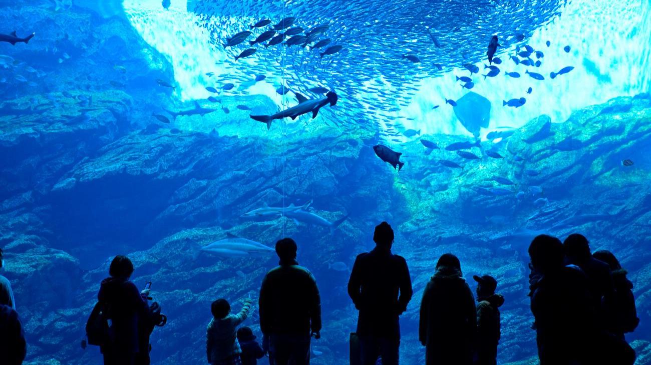 Faszinierendes Sylt-Aquarium 