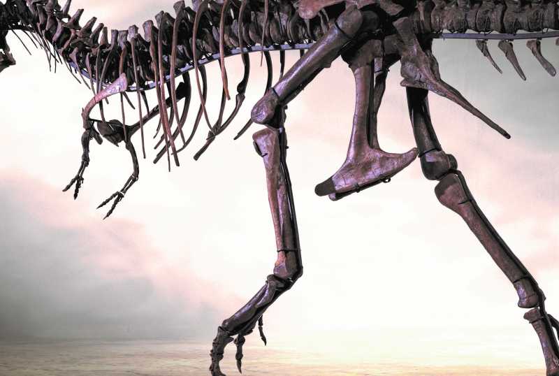 Dinosaurier Museum Altmühltal