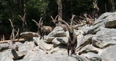 Alpenzoo Innsbruck-Tirol