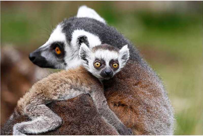 Thüringer Zoopark Erfurt