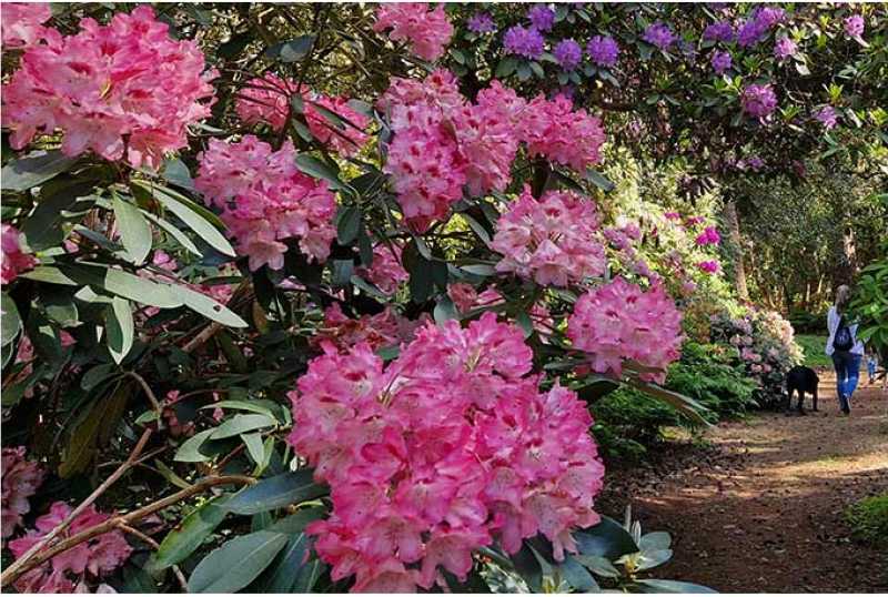 Rhododendronpark Hobbie