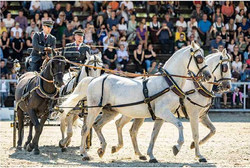 Lipizzanergestüt & Kletterpark Piber
