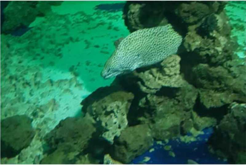 Meeresaquarium Nautiland