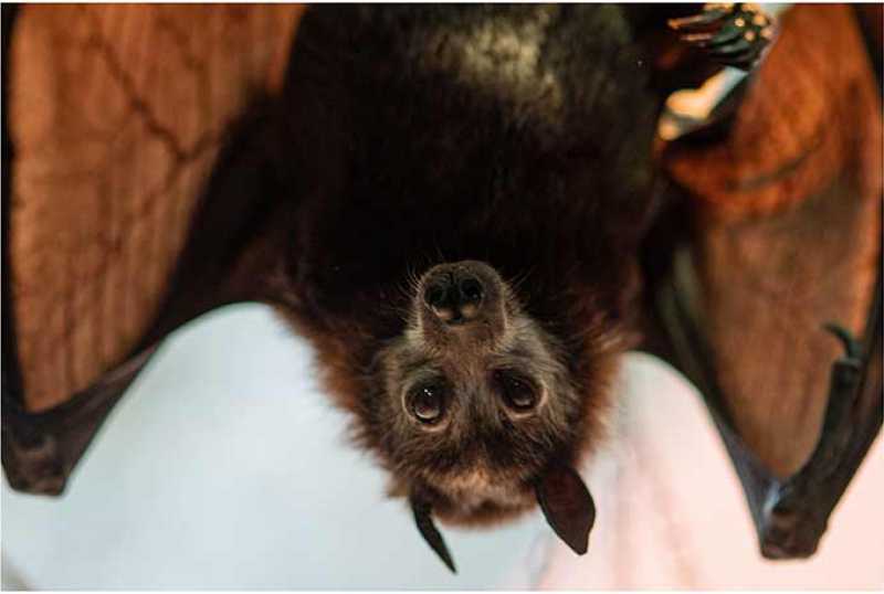 Noctalis