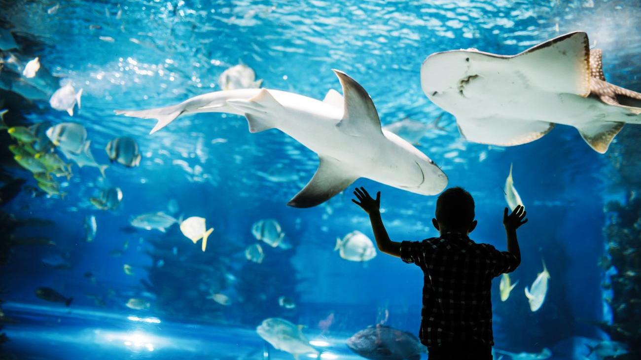 Spannendes Meeresaquarium Nautiland 