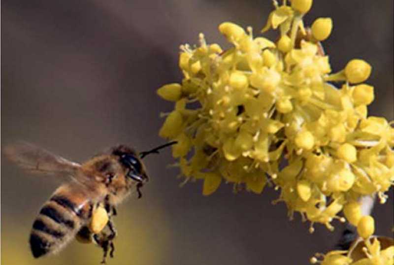 Steinschaler Naturhotels