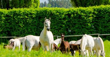 Lipizzanergestüt & Kletterpark Piber