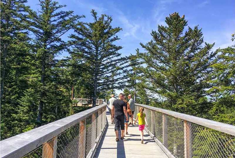 Baumwipfelpfad Schwarzwald