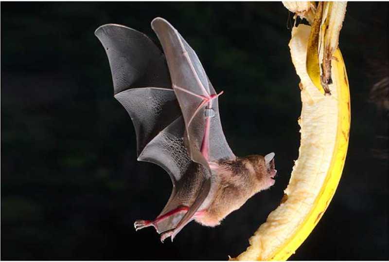Noctalis
