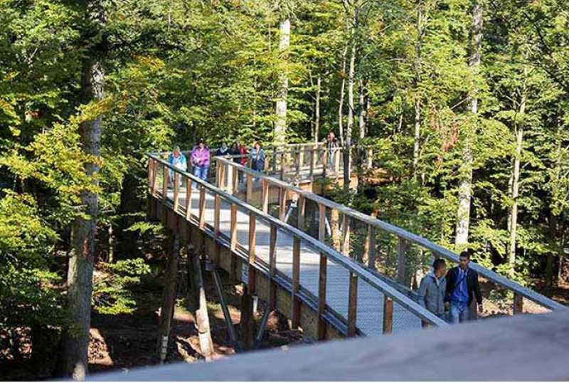 Baumwipfelpfad Schwarzwald
