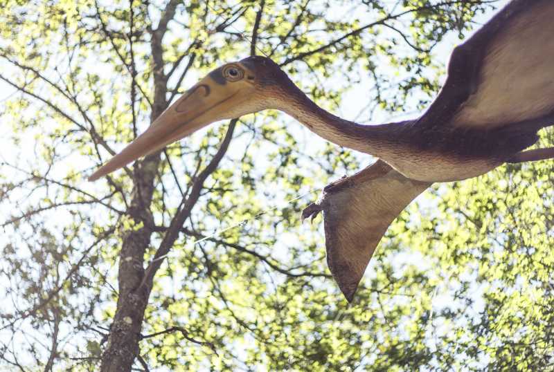 Dinosaurier Museum Altmühltal