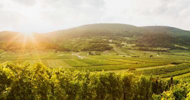 Wienerwald