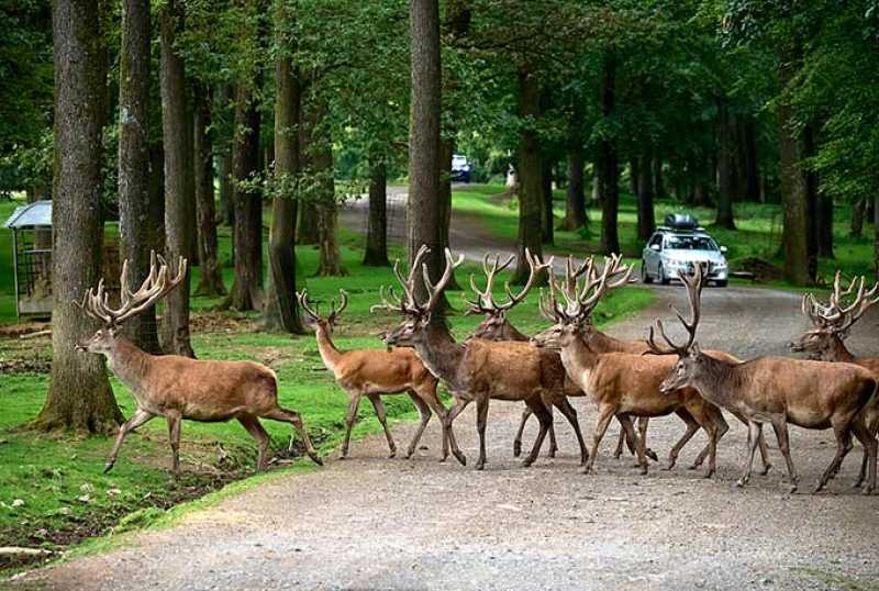 Wild- und Erlebnispark Daun