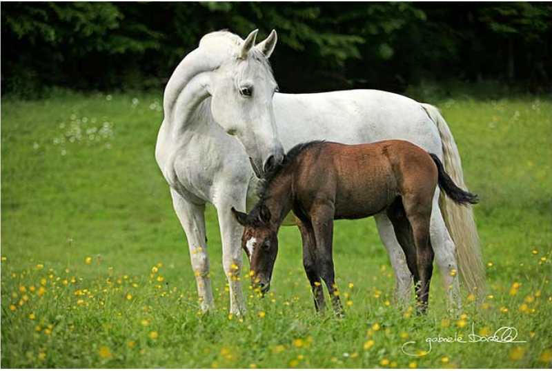 Lipizzanergestüt & Kletterpark Piber