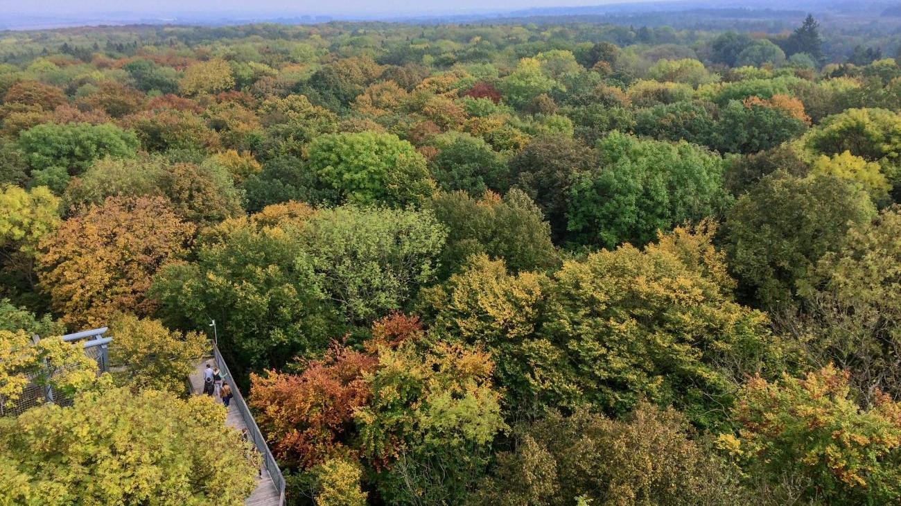 Gruppenreisen zum Nationalpark Hainich - UNESCO-Weltnaturerbe