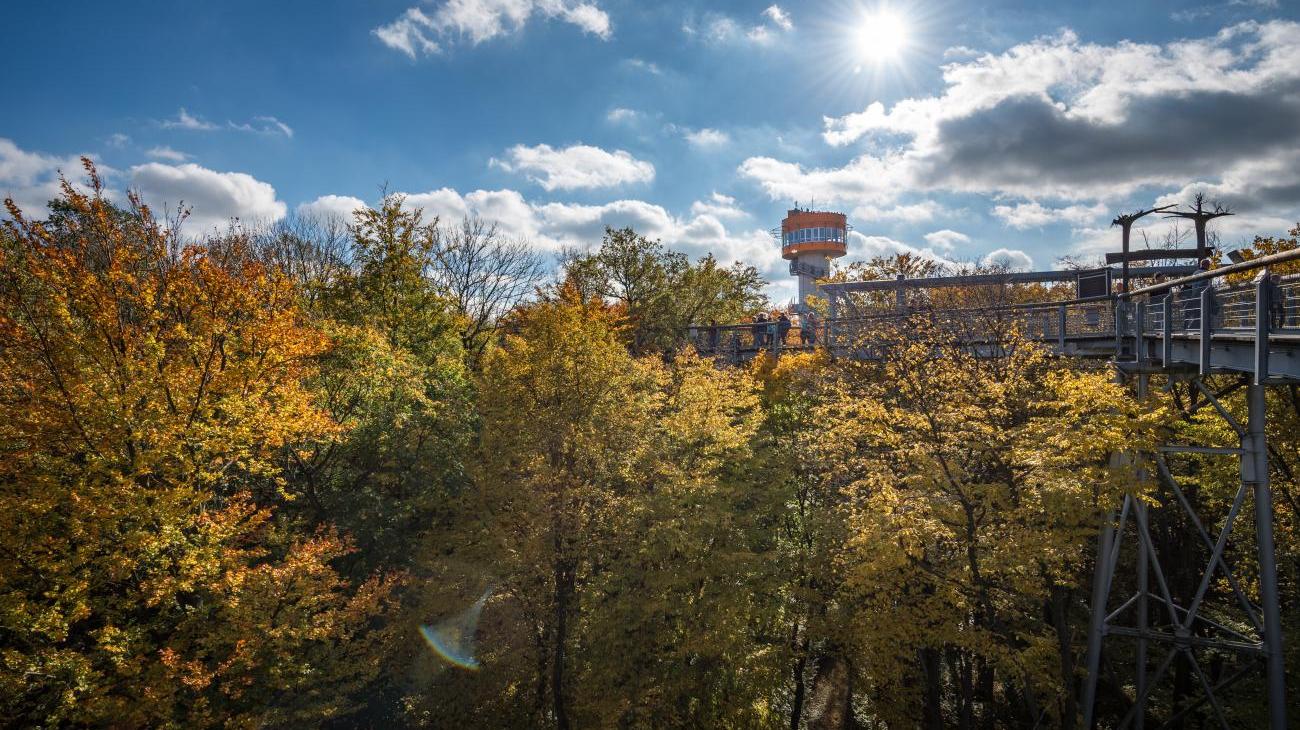 Gruppenreisen nach Deutschland - Nationalpark Hainich, wo Buchen heilig sind